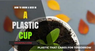 Sprouting Life: A Simple Guide to Growing Seeds in Plastic Cups