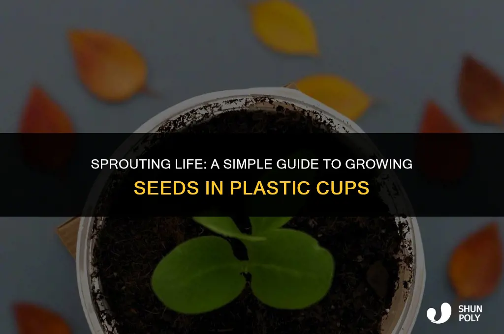 how to grow a seed in a plastic cup