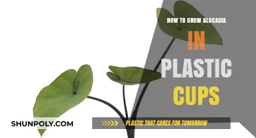 Grow Alocasia in Plastic Cups: A Step-by-Step Guide