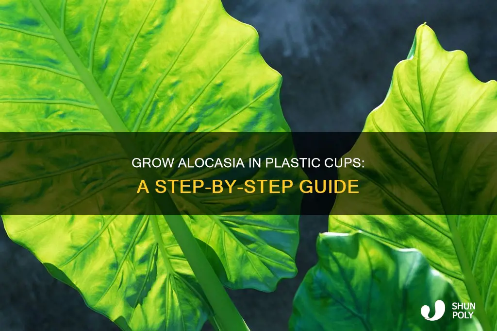 how to grow alocasia in plastic cups
