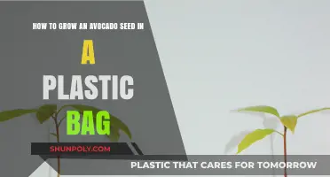 Easy Avocado Seed Growth: Plastic Bag Method for Beginners