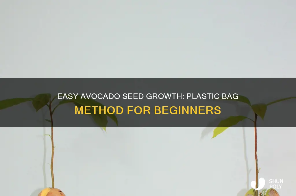 how to grow an avocado seed in a plastic bag