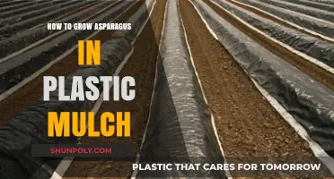 Asparagus Success: Plastic Mulch Gardening Guide