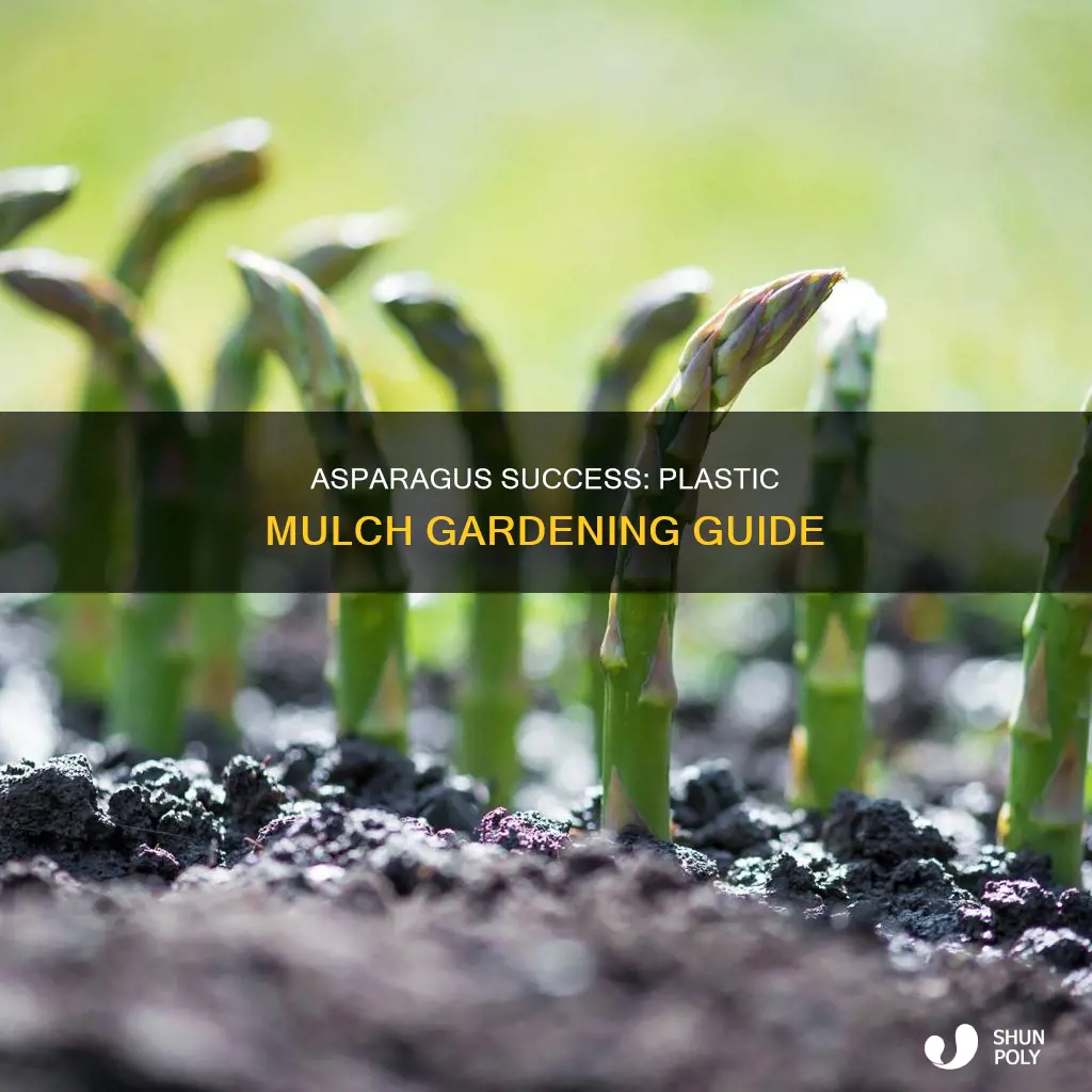 how to grow asparagus in plastic mulch
