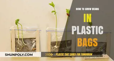 Growing Beans in Plastic Bags: Simple Steps for Urban Gardening