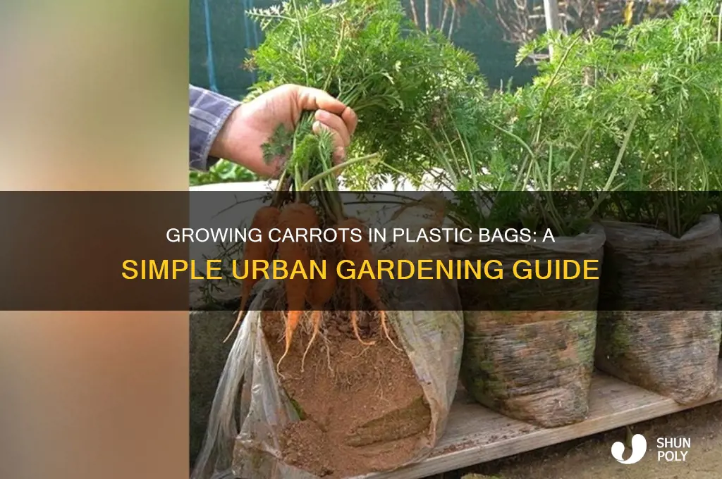 how to grow carrots in plastic bags