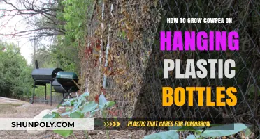 Eco-Friendly Gardening: Growing Cowpeas in Hanging Plastic Bottles