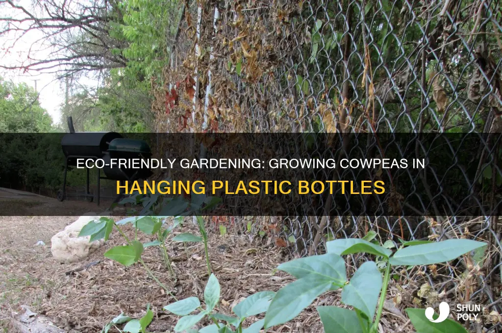 how to grow cowpea on hanging plastic bottles