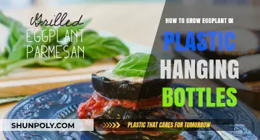 Creative Gardening: Growing Eggplants in Plastic Hanging Bottles