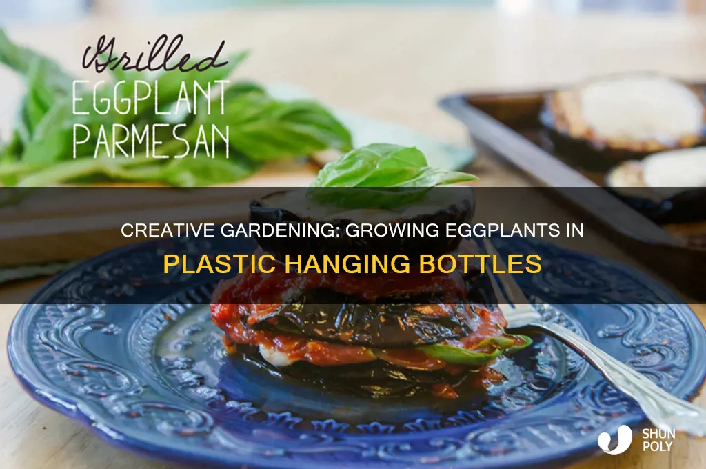 how to grow eggplant in plastic hanging bottles
