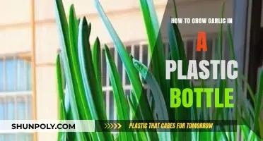Easy DIY Guide: Growing Garlic in Plastic Bottles at Home