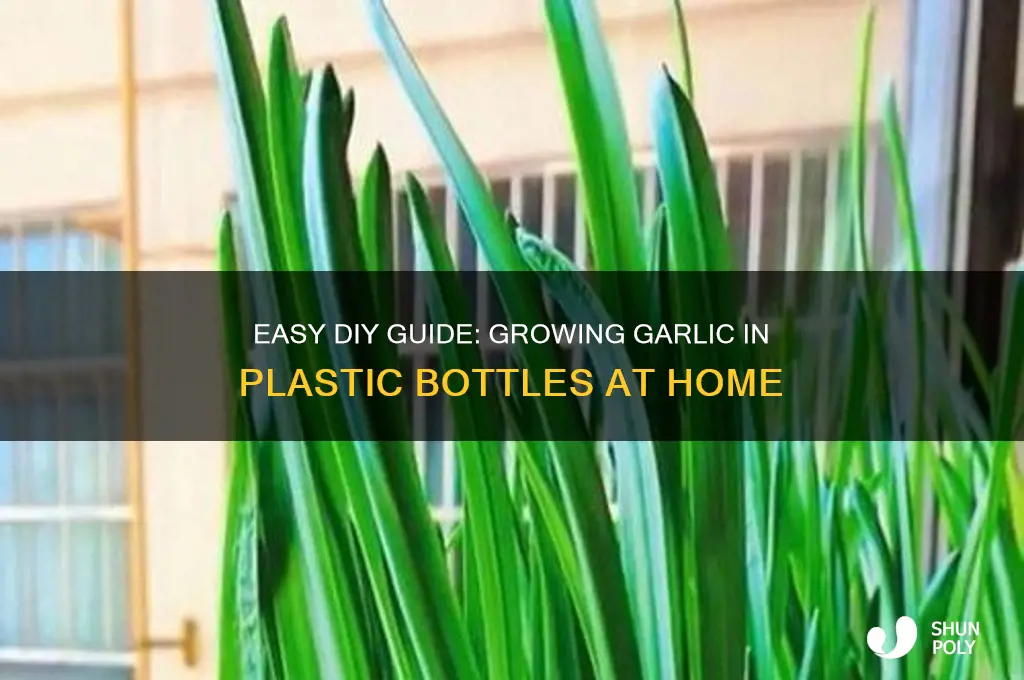 how to grow garlic in a plastic bottle