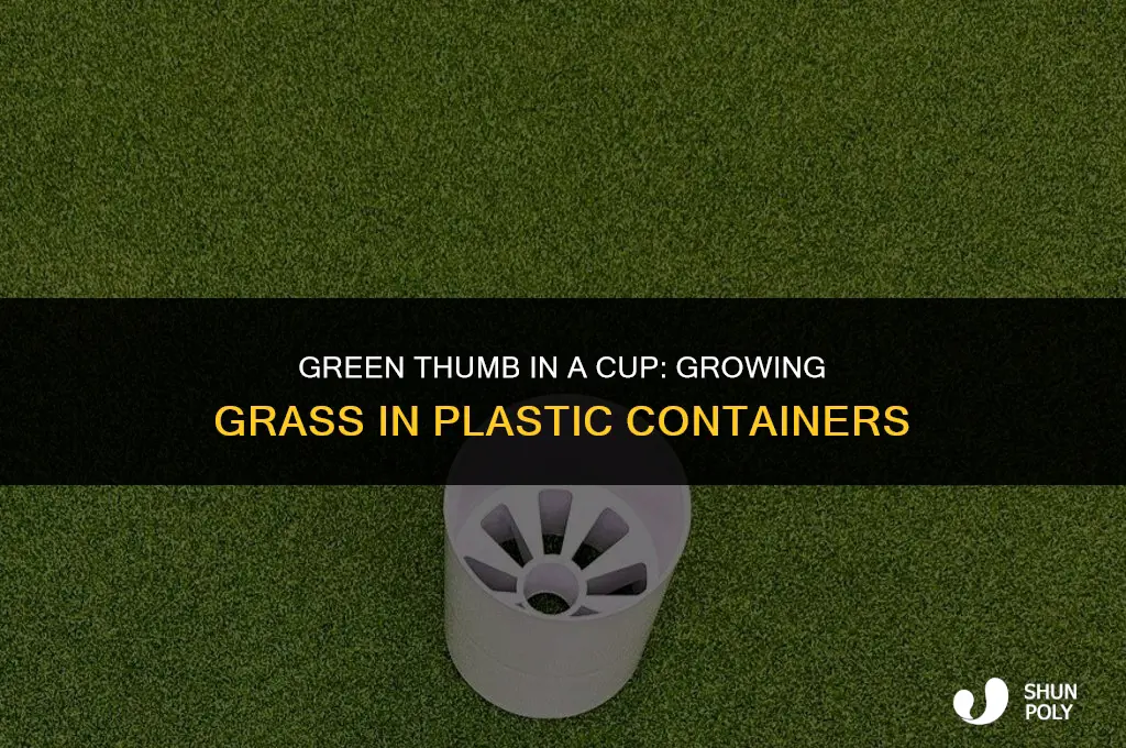 how to grow grass in a plastic cup