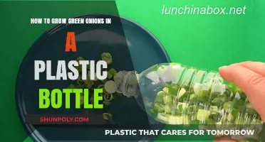 Easy DIY: Growing Green Onions in Plastic Bottles at Home