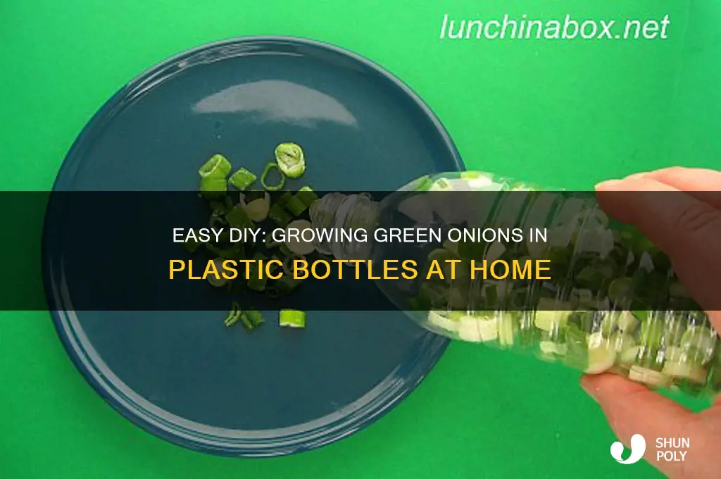 how to grow green onions in a plastic bottle
