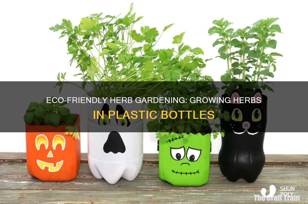 how to grow herbs in plastic bottles