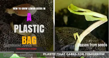 Easy Lemon Seed Sprouting: A Plastic Bag Method Guide