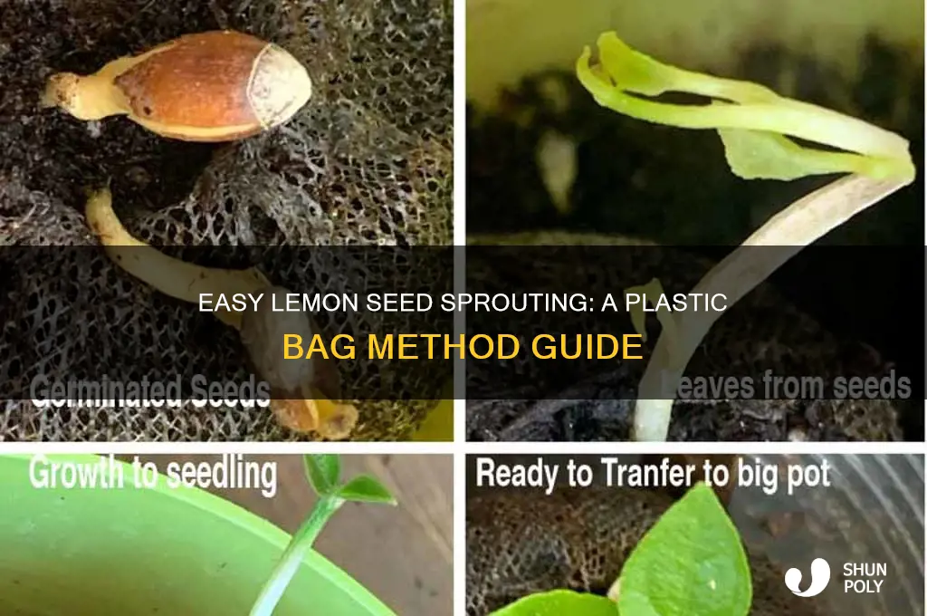 how to grow lemon seeds in a plastic bag