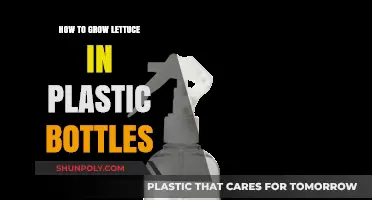 Eco-Friendly Gardening: Growing Lettuce in Plastic Bottles at Home