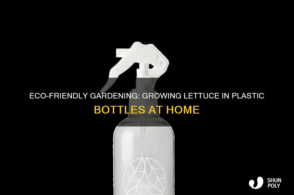 how to grow lettuce in plastic bottles