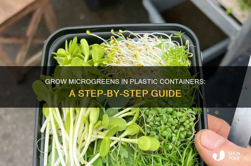 how to grow microgreens in plastic containers