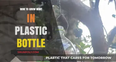 Easy DIY: Growing Mint in Plastic Bottles for Fresh Herbs