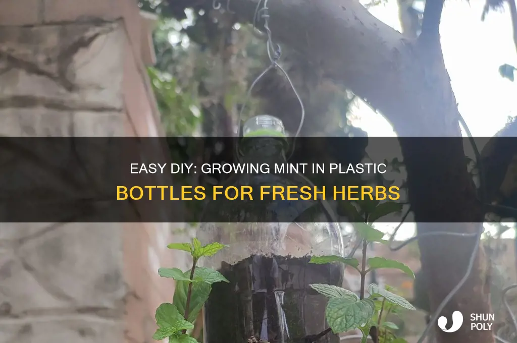 how to grow mint in plastic bottle