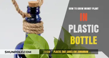 Easy Steps to Grow Money Plant in Plastic Bottle at Home