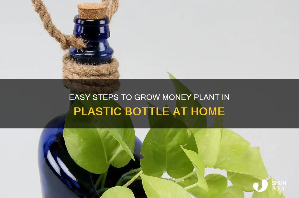 how to grow money plant in plastic bottle