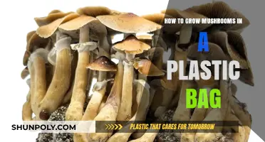 Easy Mushroom Growing: A Step-by-Step Guide Using Plastic Bags