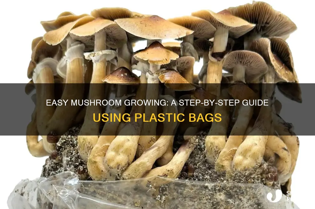 how to grow mushrooms in a plastic bag
