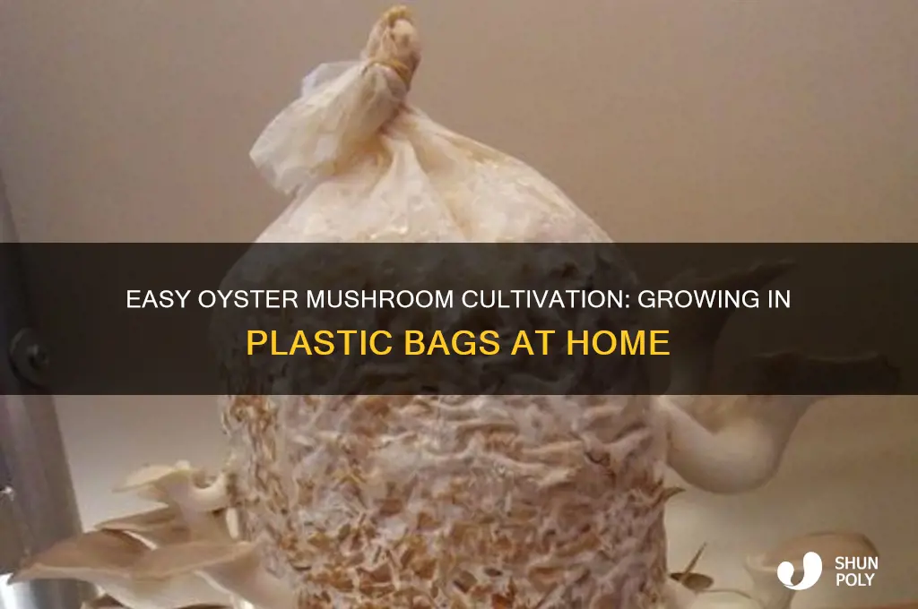 how to grow oyster mushrooms in plastic bags