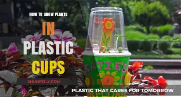 Growing Plants in Plastic Cups: A Simple Guide