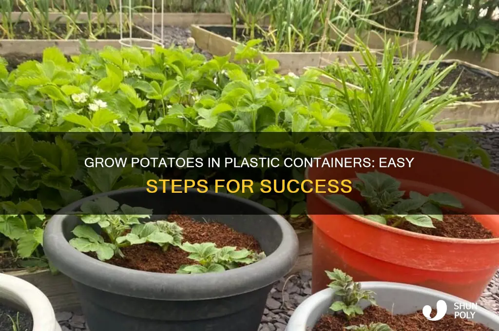 how to grow potatoes in a plastic container