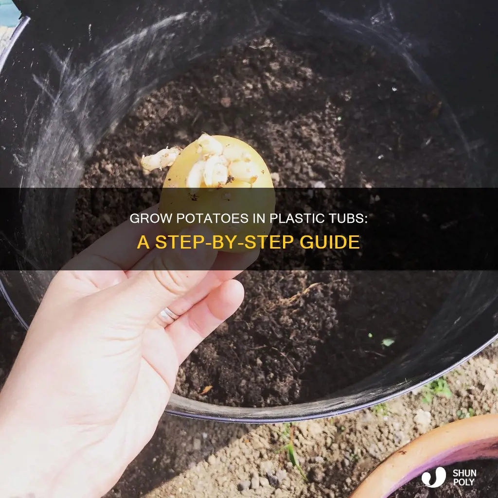 how to grow potatoes in plastic tubs