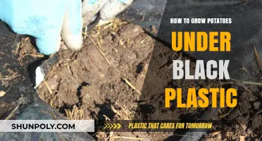 Growing Potatoes: Black Plastic Method
