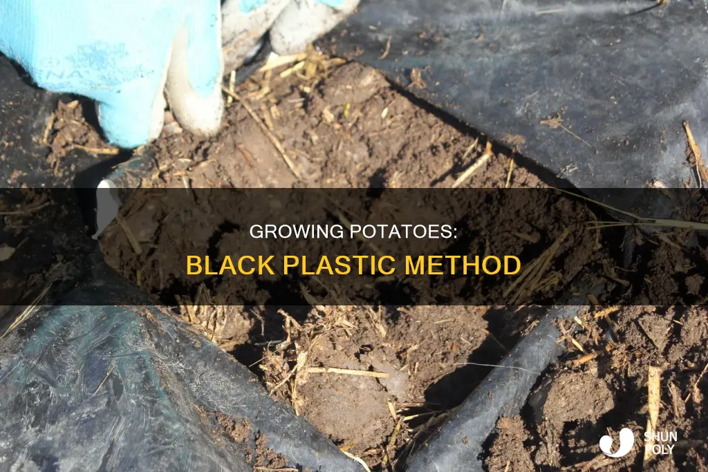 how to grow potatoes under black plastic