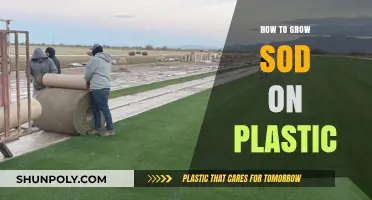 Growing Sod on Plastic: A Step-by-Step Guide