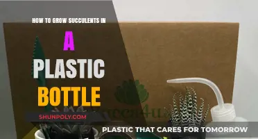 Eco-Friendly Succulent Gardening: Growing Plants in Plastic Bottles