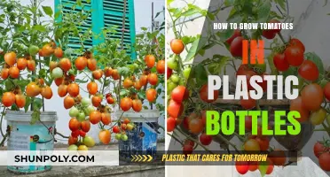 Eco-Friendly Tomato Gardening: Growing Tomatoes in Plastic Bottles