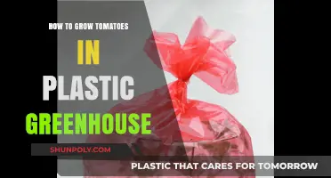 Plastic Greenhouse Tomato Growing Guide
