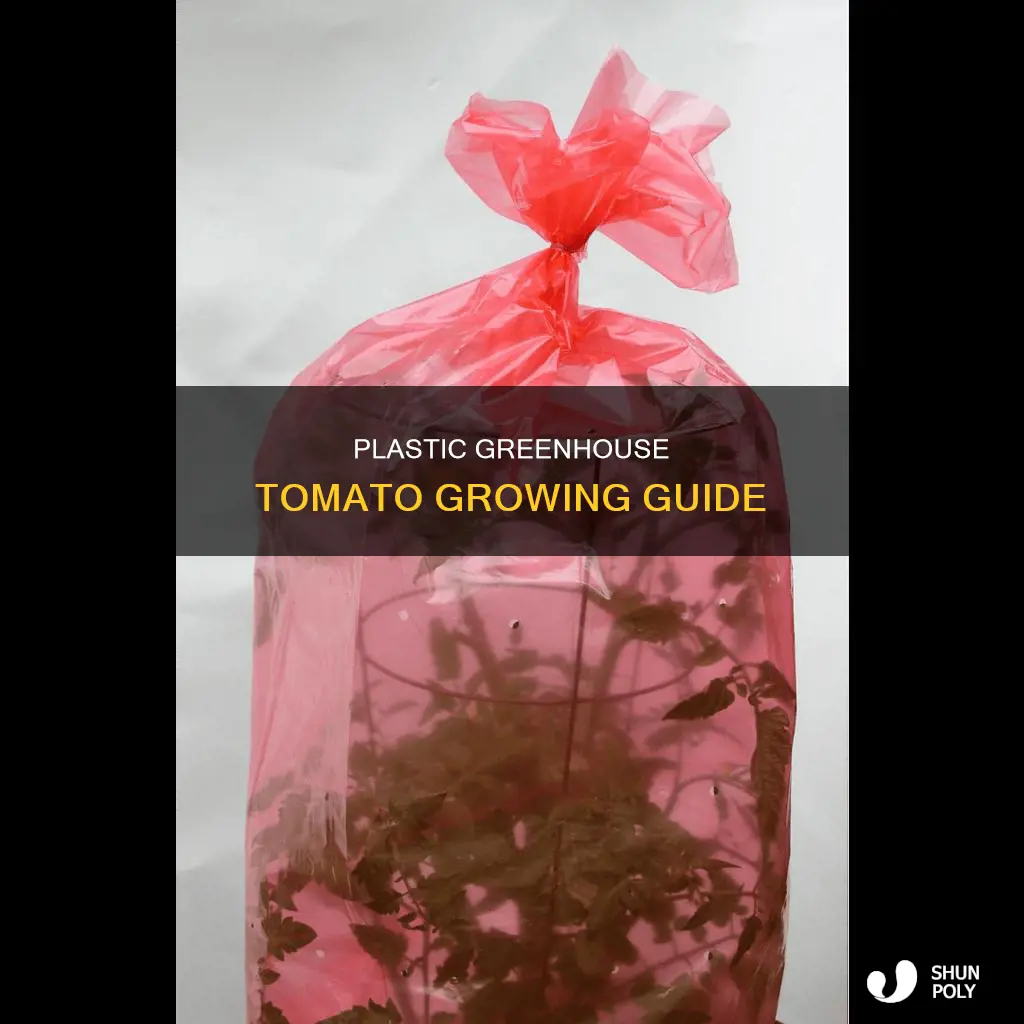 how to grow tomatoes in plastic greenhouse