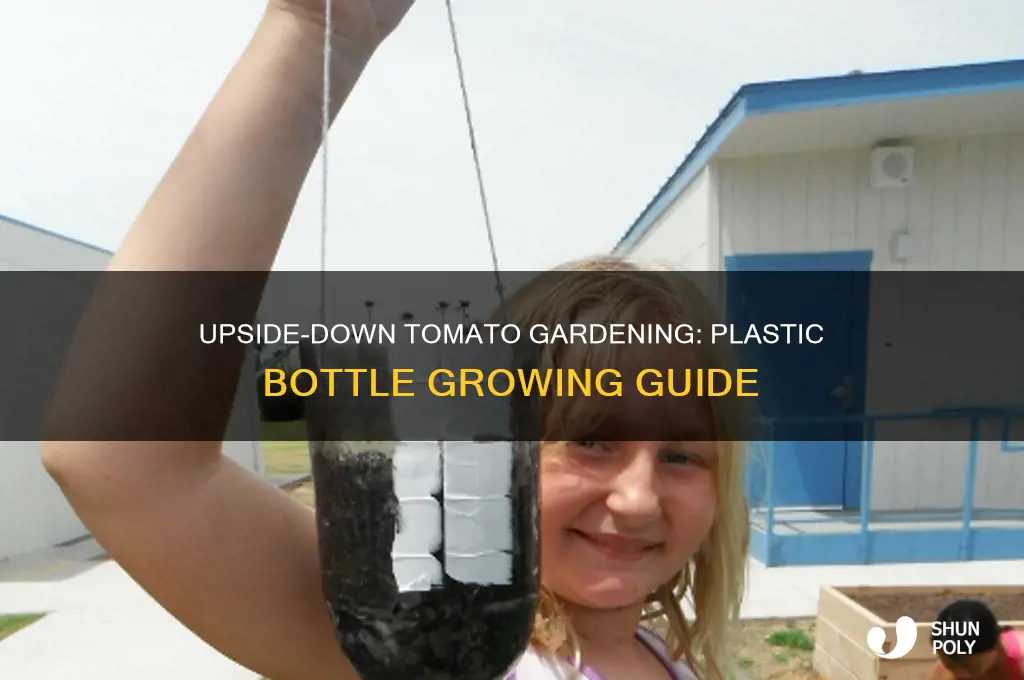 how to grow tomatoes upside down in plastic bottles