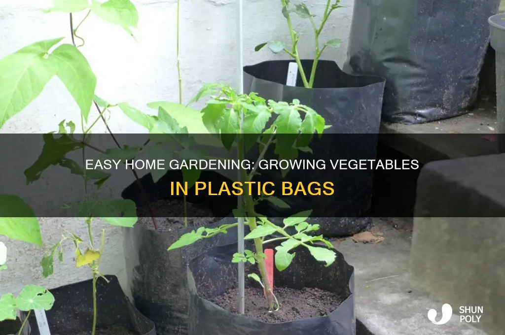 how to grow vegetables at home in plastic bags