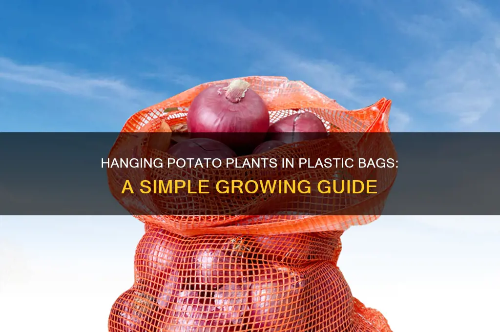 how to hang potato plants in plastic bag