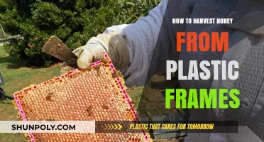 Harvesting Honey from Plastic Frames: A Step-by-Step Guide