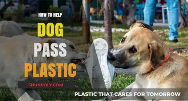 Helping Dogs Pass Plastic: What You Need to Know