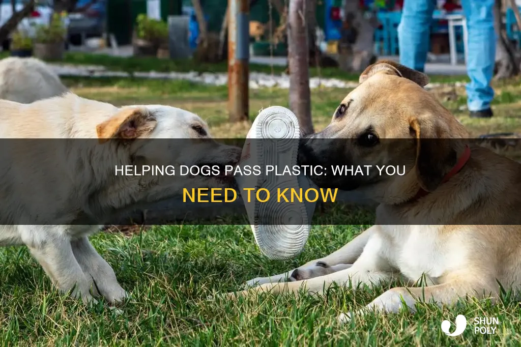 how to help dog pass plastic