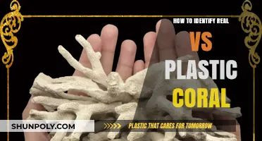 Real vs Plastic Coral: How to Spot the Difference