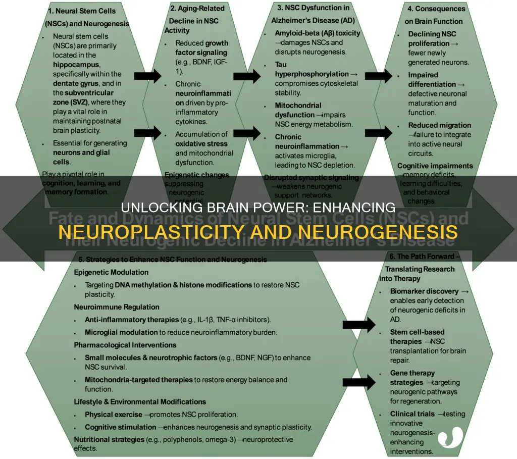 how to improve brain plasticity and neurogenesis
